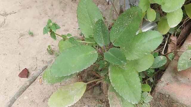 Fresh Patharkuchi Plant Leaves 4K | Herbal Nature Background Video