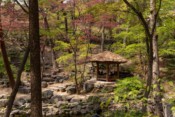 A cabin in the forest