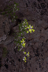 Sprouts and spring flowers blooming in the crevices of rocks