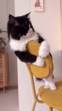 Strike a pose darling  the chair is my throne's
Black and white yet perfectly shown
Grace in every whisker calm in every stare
A queen in fur, beyond compare