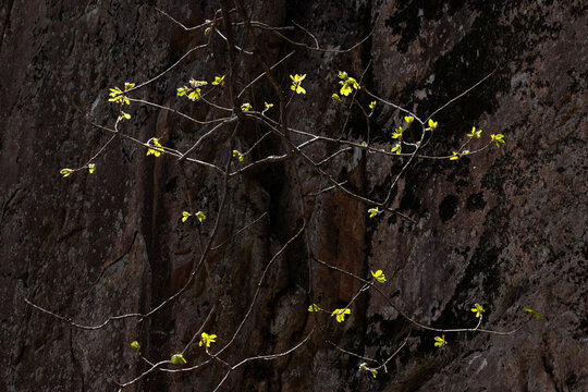 buds blooming on spring branches