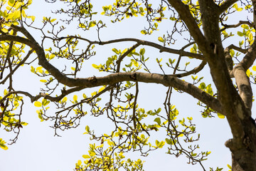 A tree branch sprouting new leaves