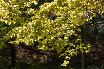close up of green leaves tree