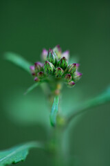 New Life Emerging, Vertical Macro of a Tiny Green Flower Bud Cluster