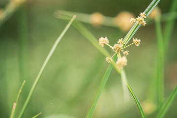 Soft Focus Grass Seed Head Macro with Gentle Green Bokeh
