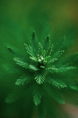 Dewdrop Crown, Macro Shot of a Water Droplet on a Symmetrical Green Plant Sprout