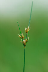 Minimalist Sedge Flower Macro with Green and White Copy Space