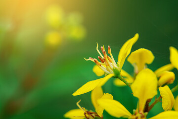 Fototapeta premium Close-up of a Vibrant Yellow Tropical Flower with Warm Sunlight Flare