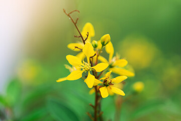 Close-up of a Vibrant Yellow Tropical Flower with Warm Sunlight Flare