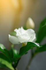 Fototapeta premium Elegant White Double-Petaled Flower Macro with Soft Golden Light