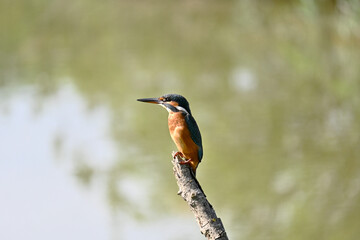 Colorful Kingfisher