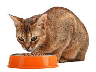 Pet cat isolated, adult cat eating cat food from a food bowl, adorable cat close-up portrait, isolated on a transparent background, professional pet photography, pet food advertising concept