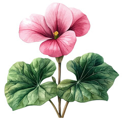 Cyclamen Flower, watercolor drawing vector, isolated on a white background.