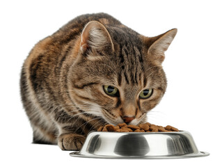 Pet cat isolated, adult cat eating cat food from a food bowl, adorable cat close-up portrait, isolated on a transparent background, professional pet photography, pet food advertising concept