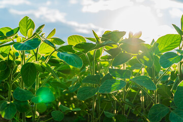 Green soybean plants thrive in a sunny field, showcasing the beauty of agriculture during the growth phase before harvest
