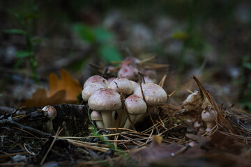 Cluster of small pinkish mushrooms growing on forest soil covered with pine needles, captured in detail in Poland.
