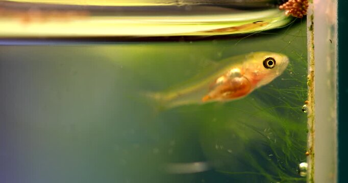 Fish fry Barb Pethia Conchonius swims in a freshwater aquarium, searching for and eating algae and microorganisms. Macro view, different angles.