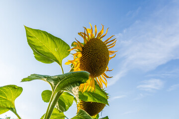 Sunflowers thrive in a sunny field, displaying bright yellow petals and green leaves as they grow toward the clear blue sky