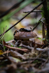 Single brown mushroom growing among moss and dry leaves in a Polish forest during autumn, photographed in soft daylight.