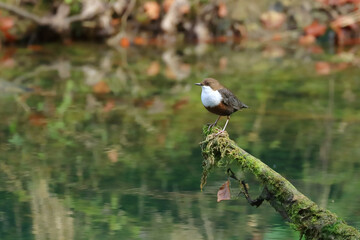 White-throated dipper on hunting position, on river
