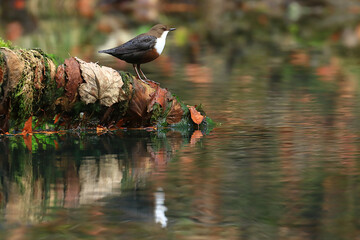 White-throated dipper on hunting position, on river