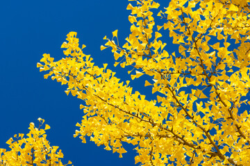 yellow autumn leaves on blue sky background