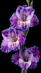 Stunning Close-Up of Purple and White Flowers Against a Black Background