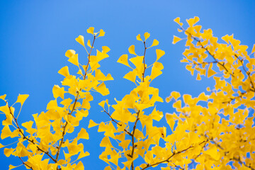 yellow autumn leaves on blue sky background