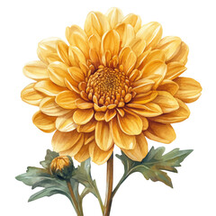 Chrysanthemum Flower, watercolor painting vector, isolated on a white background.