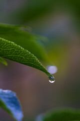 Close-up of green leaf tip with water droplet reflecting light, macro photograph taken in Polish garden after rain.