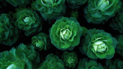 Obraz premium Close-up of a large group of green cabbage plants. the plants are arranged in a grid-like pattern, with each plant having a large head of cabbage in the center.