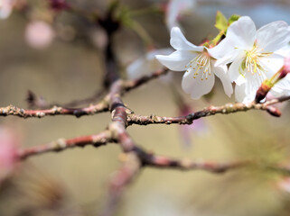 4月に咲いた可憐なサクラ「越の福かさね（コシノフクカサネ）」
