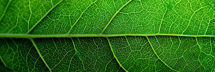 A detailed macro shot of a vivid green leaf showcasing intricate vein networks and fresh texture. Natural, organic, botanical imagery emphasizing growth and nature