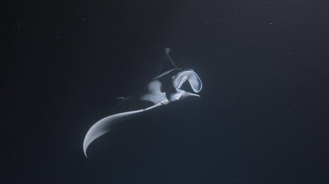 A solitary manta ray glides gracefully through the dark ocean depths, its white underbelly illuminated by a faint light, capturing the serene beauty and majestic movement of this aquatic creature.