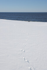 Line of animal tracks in white snow on beach leading to sea