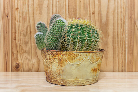 Barrel cactus in a terracotta pot showing its shallow roots and characteristic hemispherical diameter