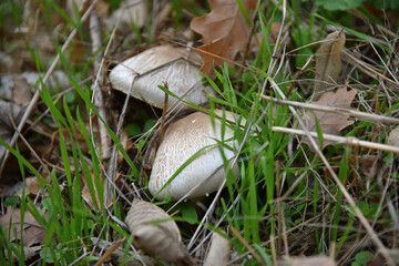 Edible mushrooms of the genus Agaricus champignon field forest macro forest flora mycelium nature autumn