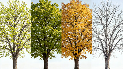 Obraz premium A visual composite showing a deciduous tree cycle through its four seasons: vibrant green spring leaves, full summer foliage, golden autumn colors, and bare winter branches against white background.