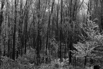 foresta alberi bianco e nero 