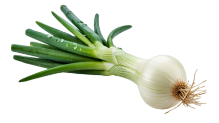 Fresh green onion with white bulb and roots isolated on transparent background for culinary use