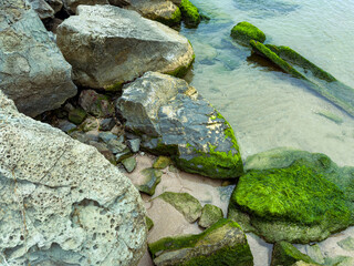 Nature's palette at the shoreline reveals a dance of rocks, seaweed, and gentle waves at a tranquil beach in the early morning light