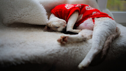 A white Devon Rex kitten sleeps soundly curled up in a red sweater on a windowsill, with its paws stretched out.