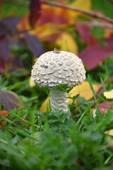 Amanita muscaria mushroom, a rare species with a disjunctive range flora nature macro autumn