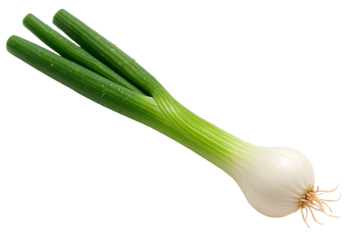 Fresh green onion with white bulb and roots isolated on transparent background for culinary and healthy eating concepts