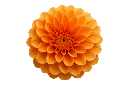Vibrant orange dahlia flower with intricate petal layers isolated on transparent background