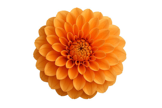 Close up of a vibrant orange dahlia flower with intricate layered petals isolated on transparent background