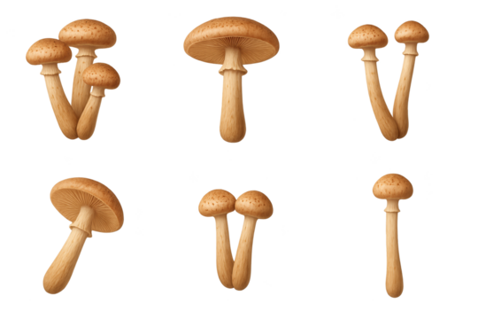 Several light brown mushrooms with smooth caps and slender stems shown from different angles