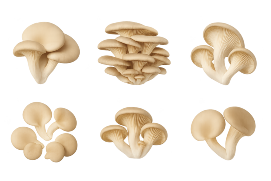 Cluster of pale oyster mushrooms with smooth caps and short stems, arranged on transparent background