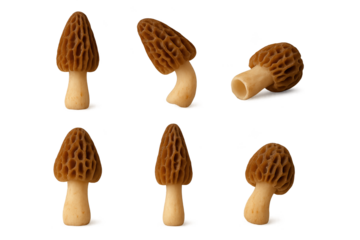 Six small honeycomb-cap mushroom pasta shapes with light beige stems on transparent background