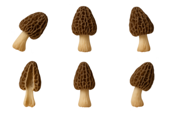 Six small brown morel mushrooms with hollow honeycomb caps on pale stems arranged transparent background
